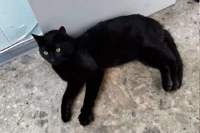 Кот из Стамбула застрял в Новороссийске из-за таможенных правил