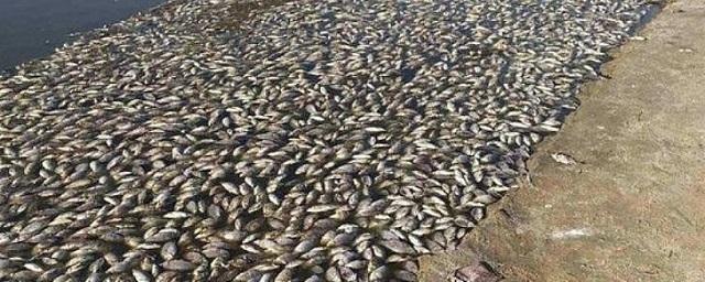 На водохранилище Калмыкии, где погибла рыба, проведут рекультивацию