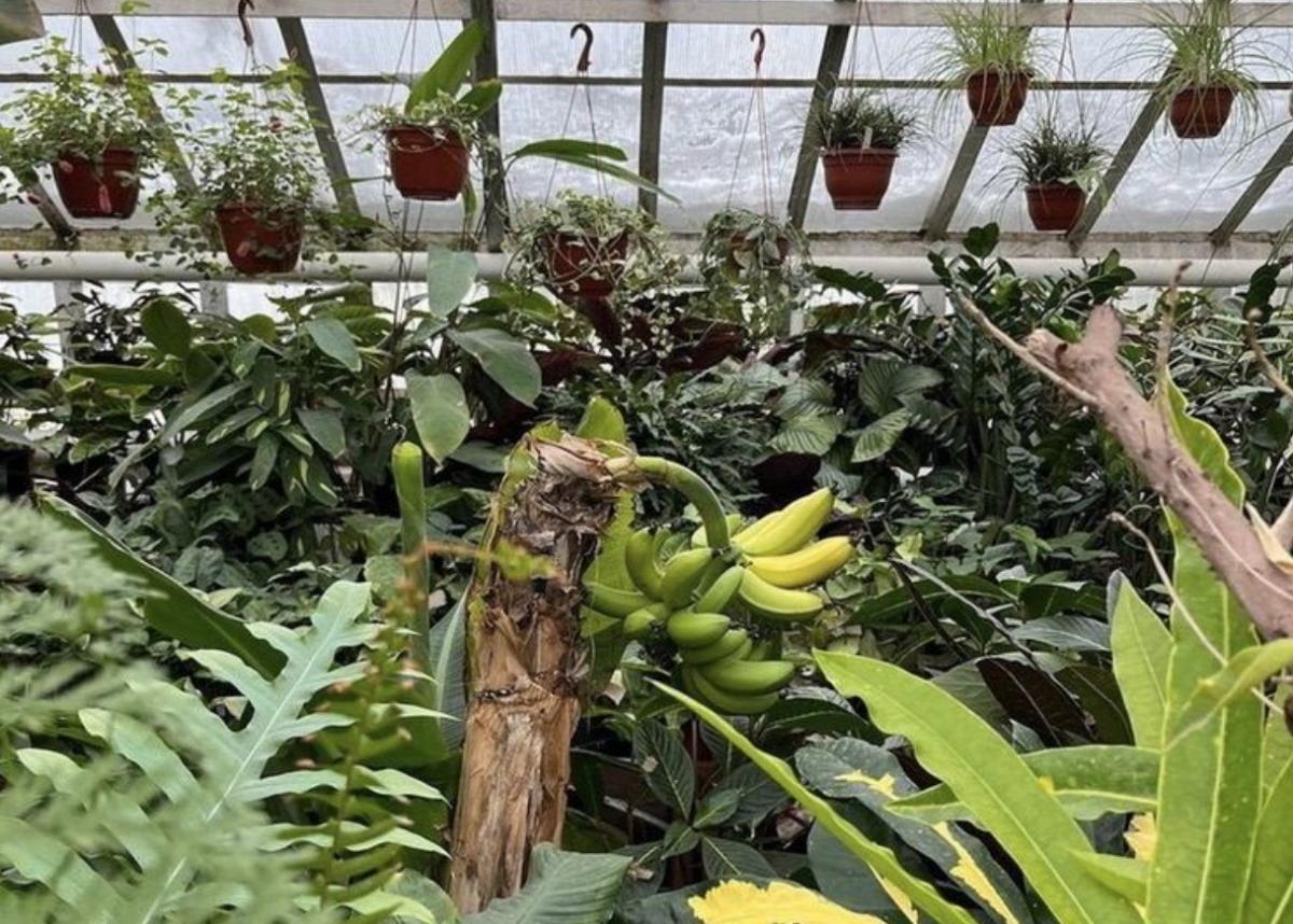 В Ботаническом саду Марий Эл зацвели бананы