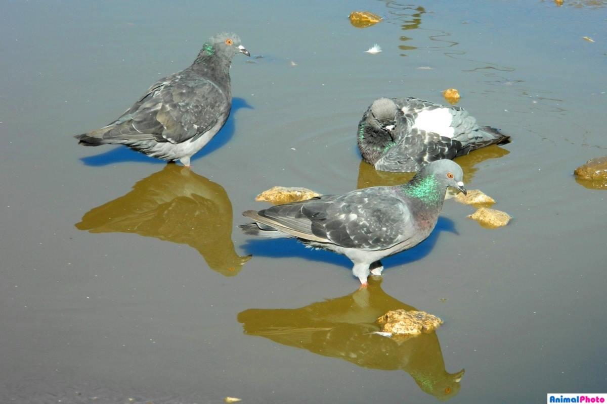 Ветслужба Бугульмы выясняет причины массовой гибели голубей и воробьев