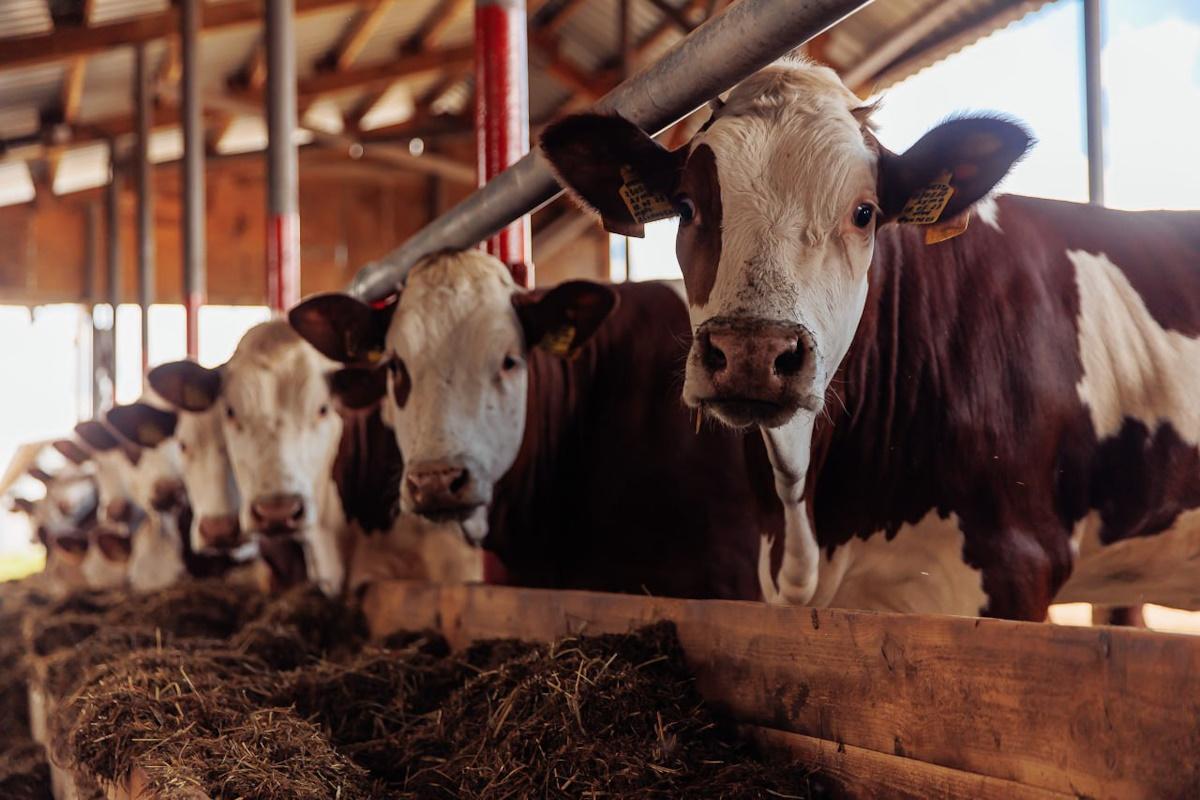 Инвестиции в АПК Астраханской области помогают хозяйствам расширяться и наращивать производство