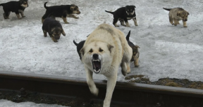 Подрядчик из Липецка отказался отлавливать бродячих собак в Оренбурге