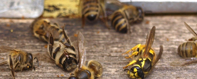 Россельхознадзор: В гибели пчел виновны специалисты МЭР