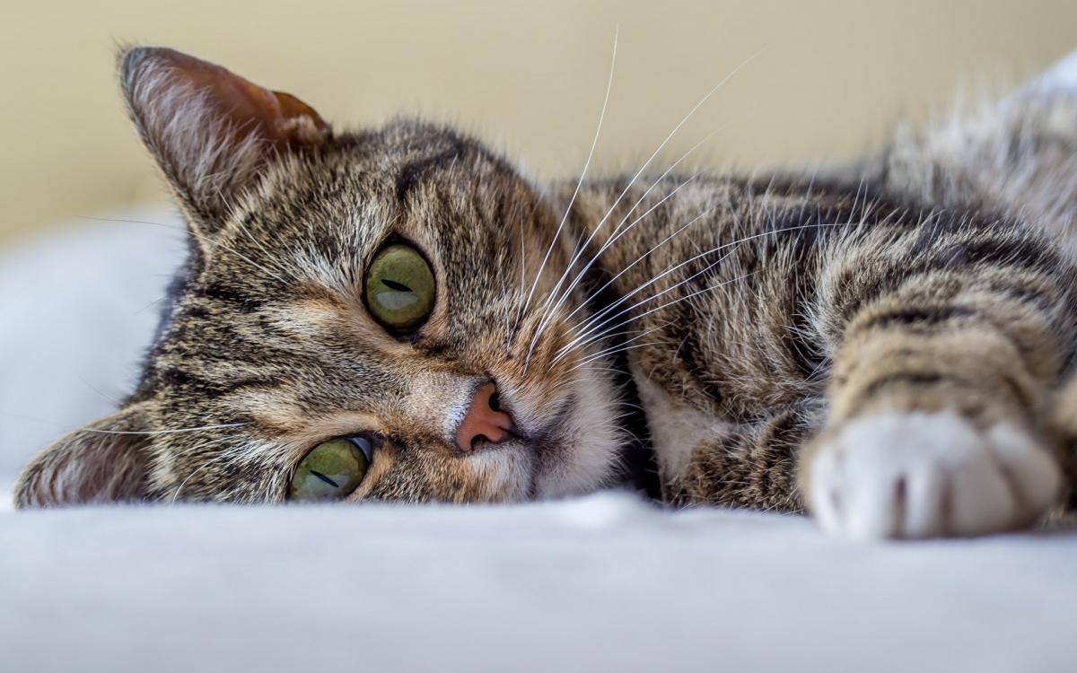 Токсиколог Кутушов рассказал о смертельных болезнях, которые переносят кошки