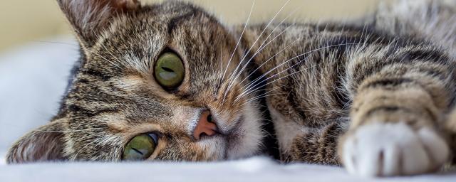 Токсиколог Кутушов рассказал о смертельных болезнях, которые переносят кошки