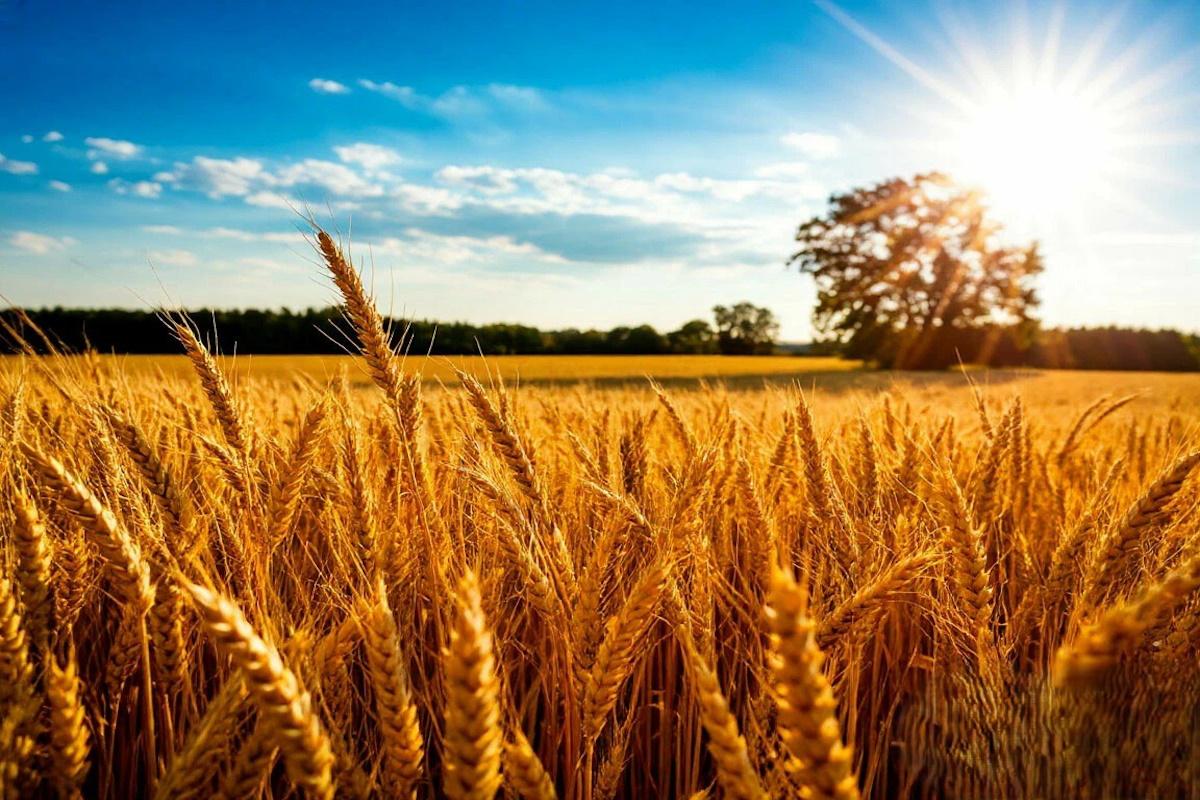 «Орел-Агро-Продукт» передал в собственность региона сельхозземли в Кромском районе
