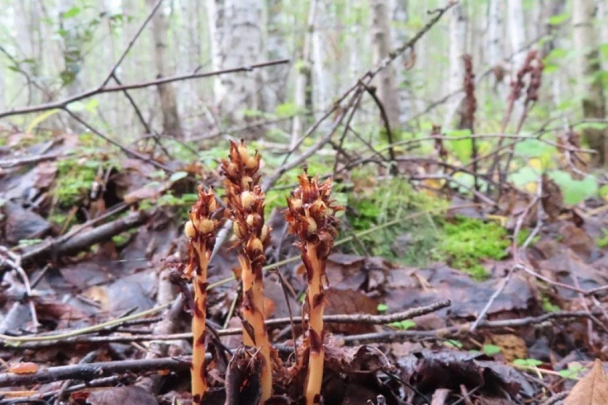 В парке «Кондинские озера» в Югре обнаружено редкое краснокнижное растение