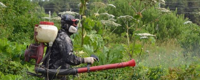 В Иванове выделят 600 тысяч рублей на борьбу с борщевиком