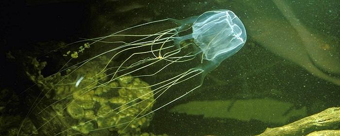 Scientists have found that despite having no brains, jellyfish cubes are capable of learning