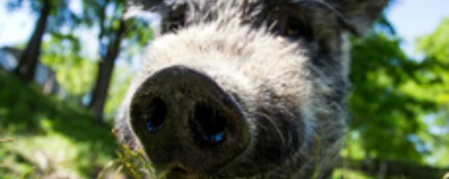 В Спасском районе Приморья выявили новые вспышки ящура у свиней
