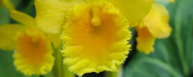 Орхидея Dendrobium chrysotoxum помогает при лечении рака простаты