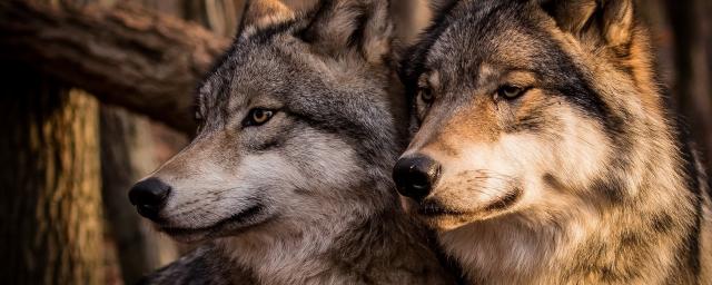 В Звениговском районе заметили двух волков на территории парка