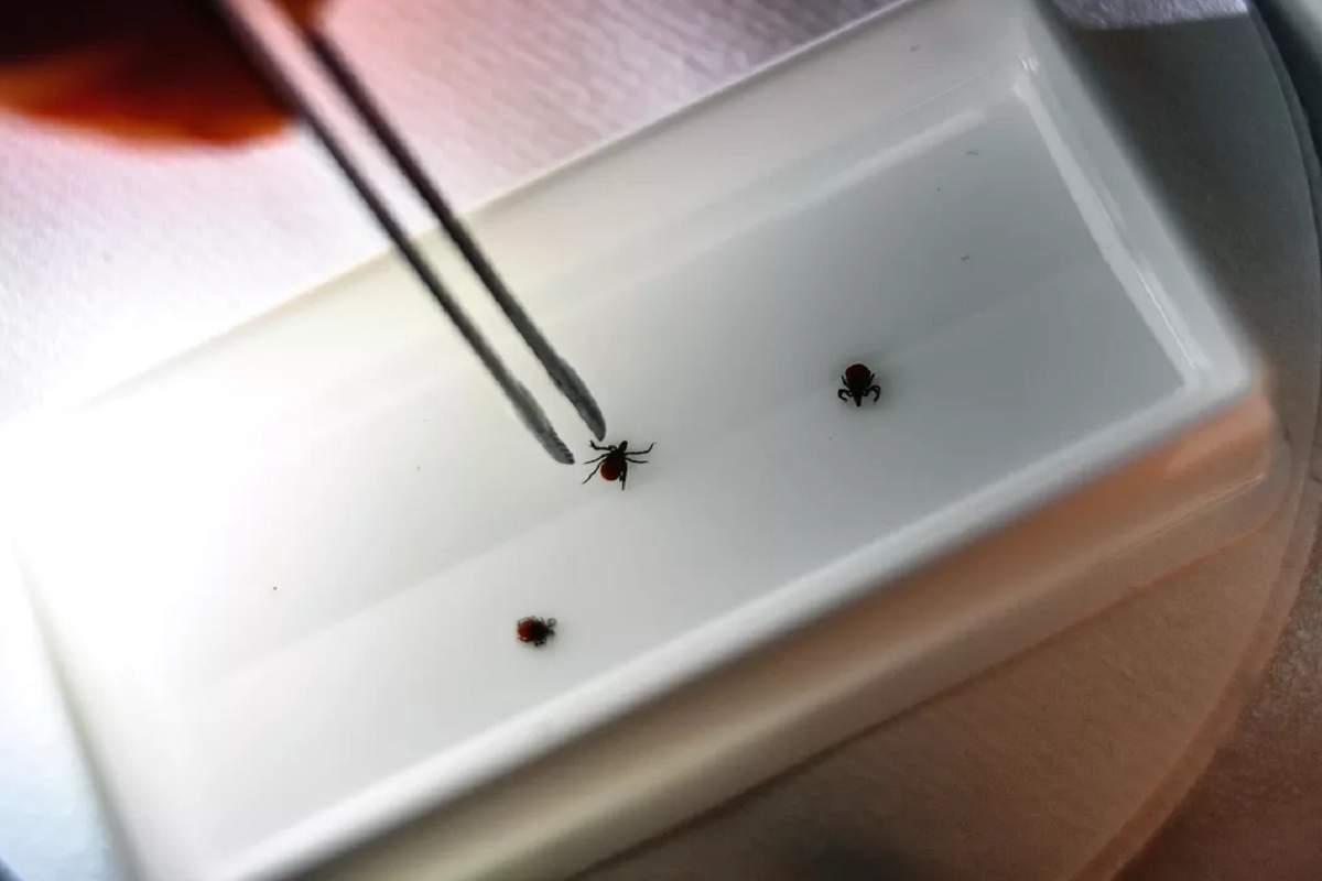 У пяти жителей Орловской области после укусов клещей диагностировали болезнь Лайма