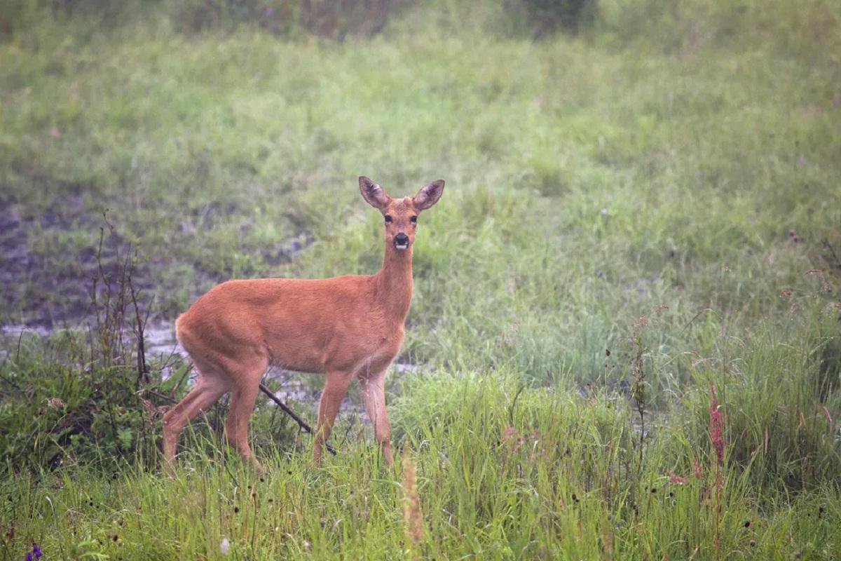 В Новосибирской области началась массовая миграция косуль и лосей