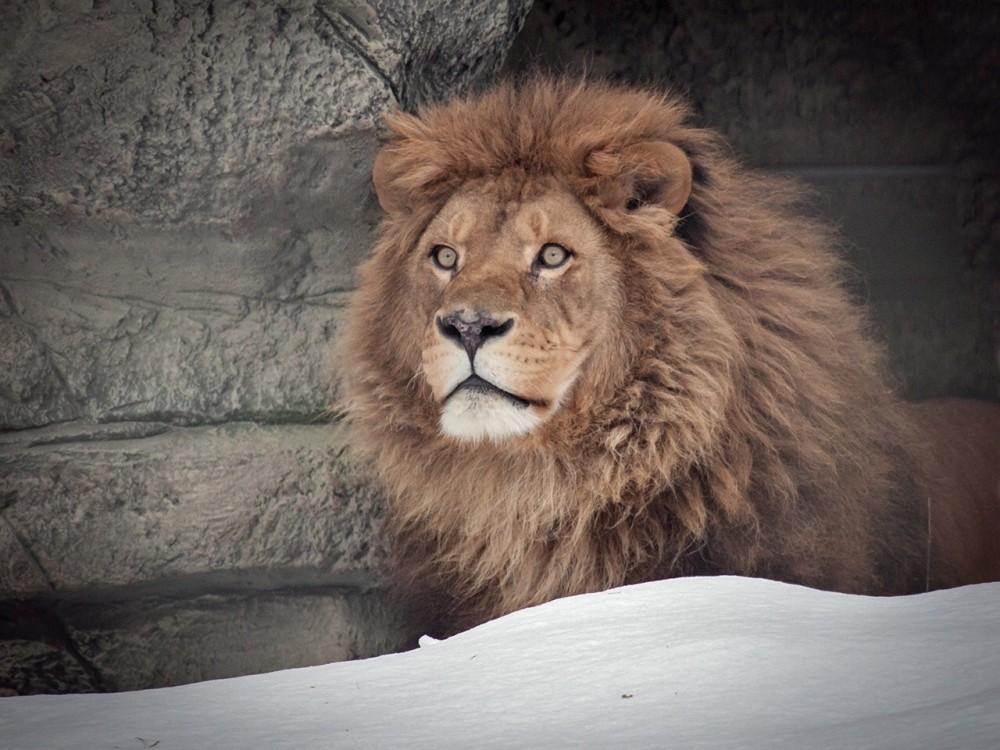 В Новосибирске тело умершего в зоопарке льва Самсона переработали в муку