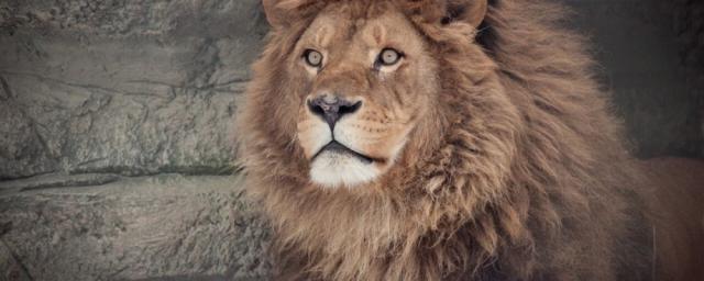 В Новосибирске тело умершего в зоопарке льва Самсона переработали в муку