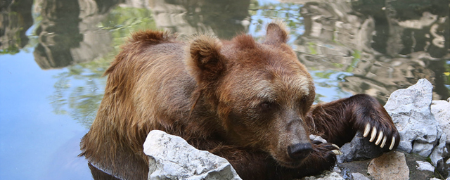 В Китае медведи загрызли сотрудника зоопарка