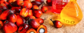 Химик Косникова развеяла миф об опасности пальмового масла для здоровья человека