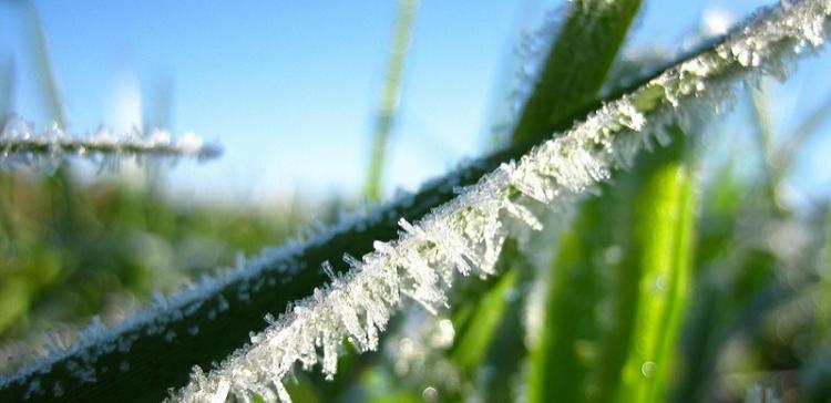 МЧС: В Воронежской области ожидаются заморозки
