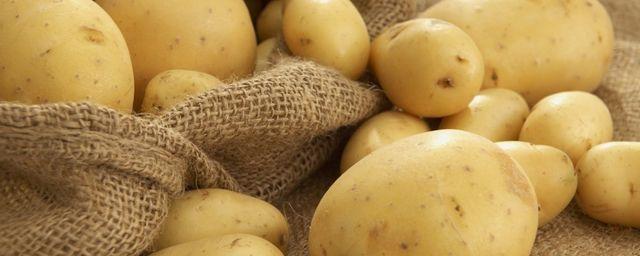 На Кубани 60 тысяч га засеют картофелем