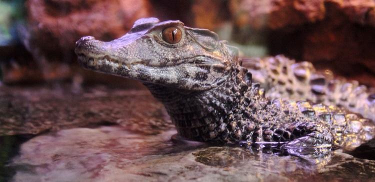 В Рязани ветеринары спасли раненого крокодила