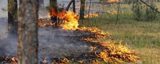 В Алтайском крае за сутки ликвидировано 130 ландшафтных пожаров