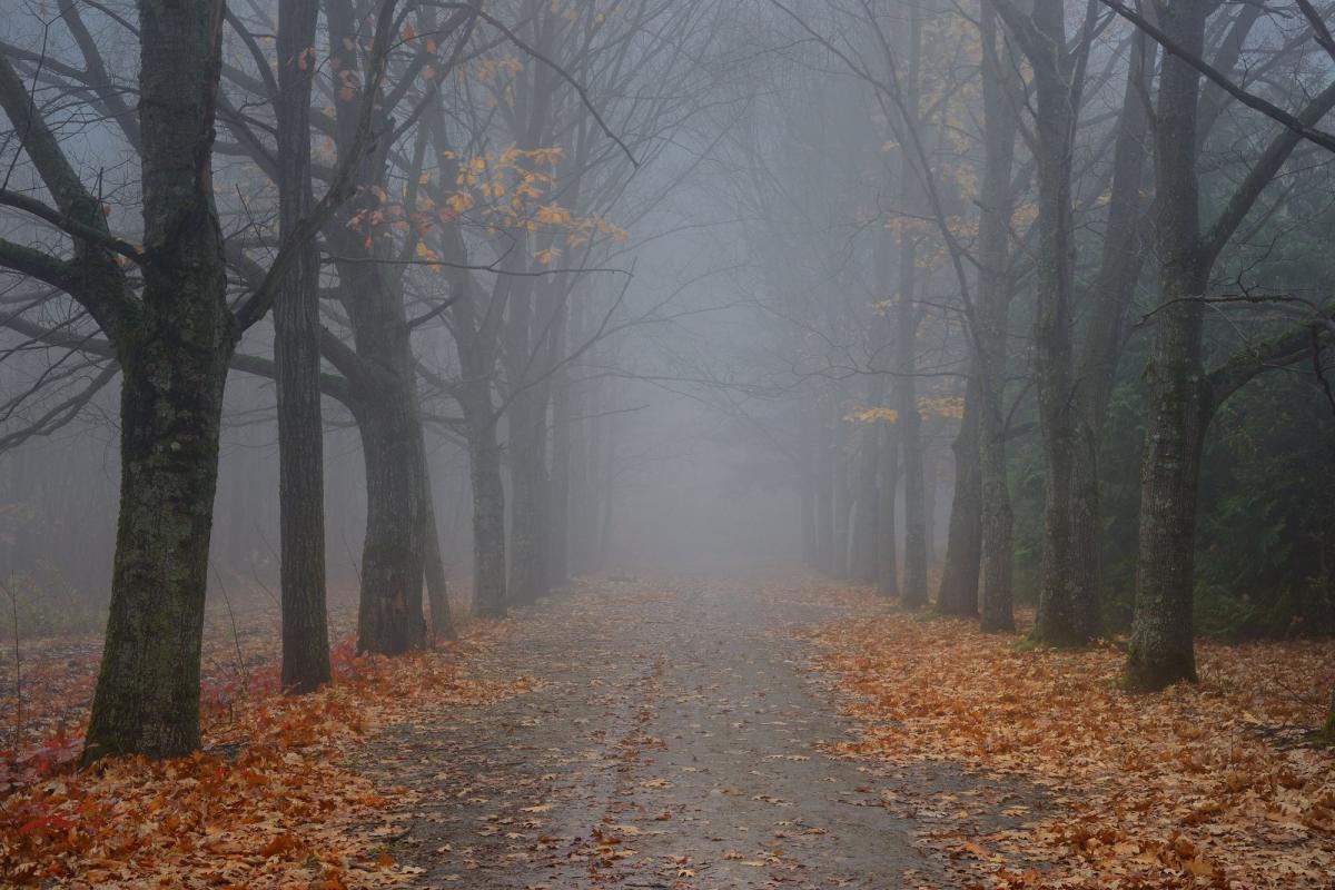 В Липецке на выходных ожидаются дожди, туман и похолодание до +11 градусов