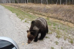 В ХМАО медведи выходят из зимней спячки и покидают свои берлоги