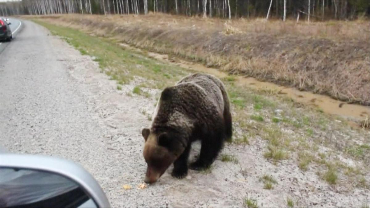В ХМАО медведи выходят из зимней спячки и покидают свои берлоги