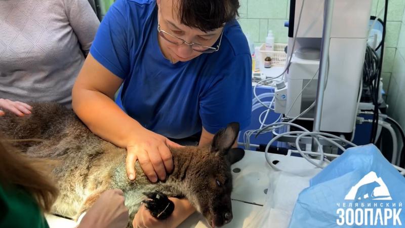 В Челябинском зоопарке прооперировали кенгуру, установив ему силиконовый глазной протез