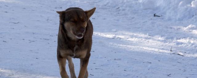 На Чукотке бродячая собака искусала 10-летнего мальчика