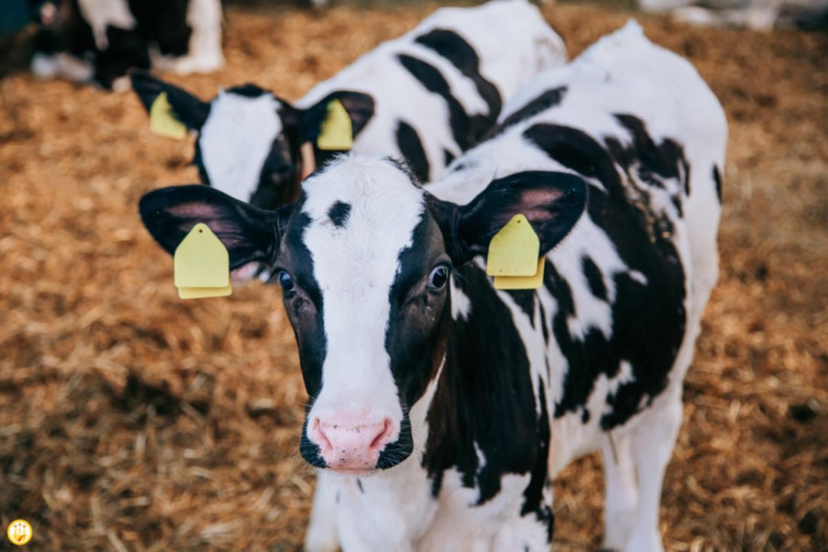 Минсельхоз Чувашии планирует субсидировать развитие племенного животноводства в республике