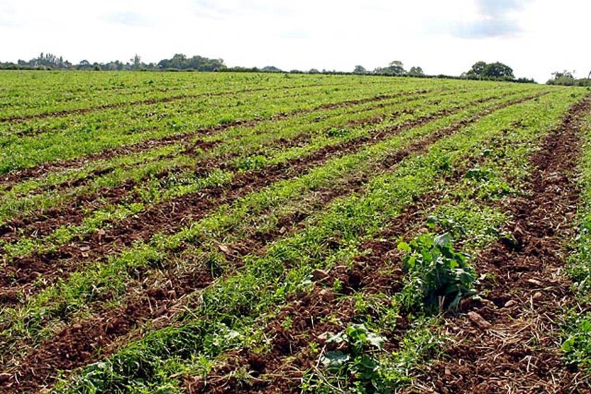 Юг России теряет четверть урожая из-за аномальной засухи