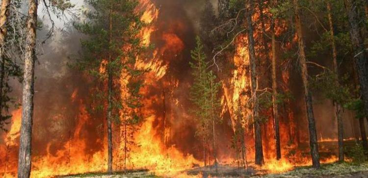 На Дальнем Востоке потушены все шесть зафиксированных лесных пожаров