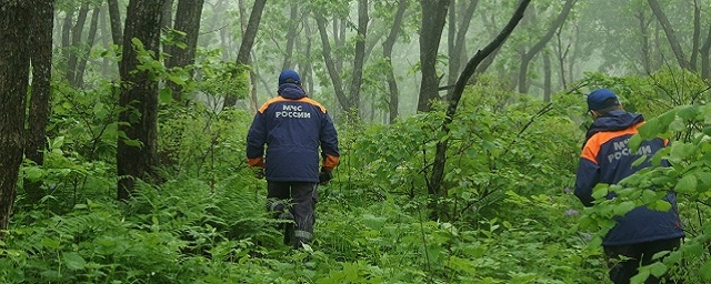 В Вологодской области продолжаются поиски ушедших в лес трех местных жителей