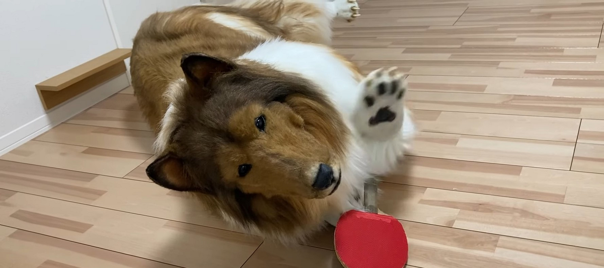 Ставший псом японец провалил собачий тест на ловкость