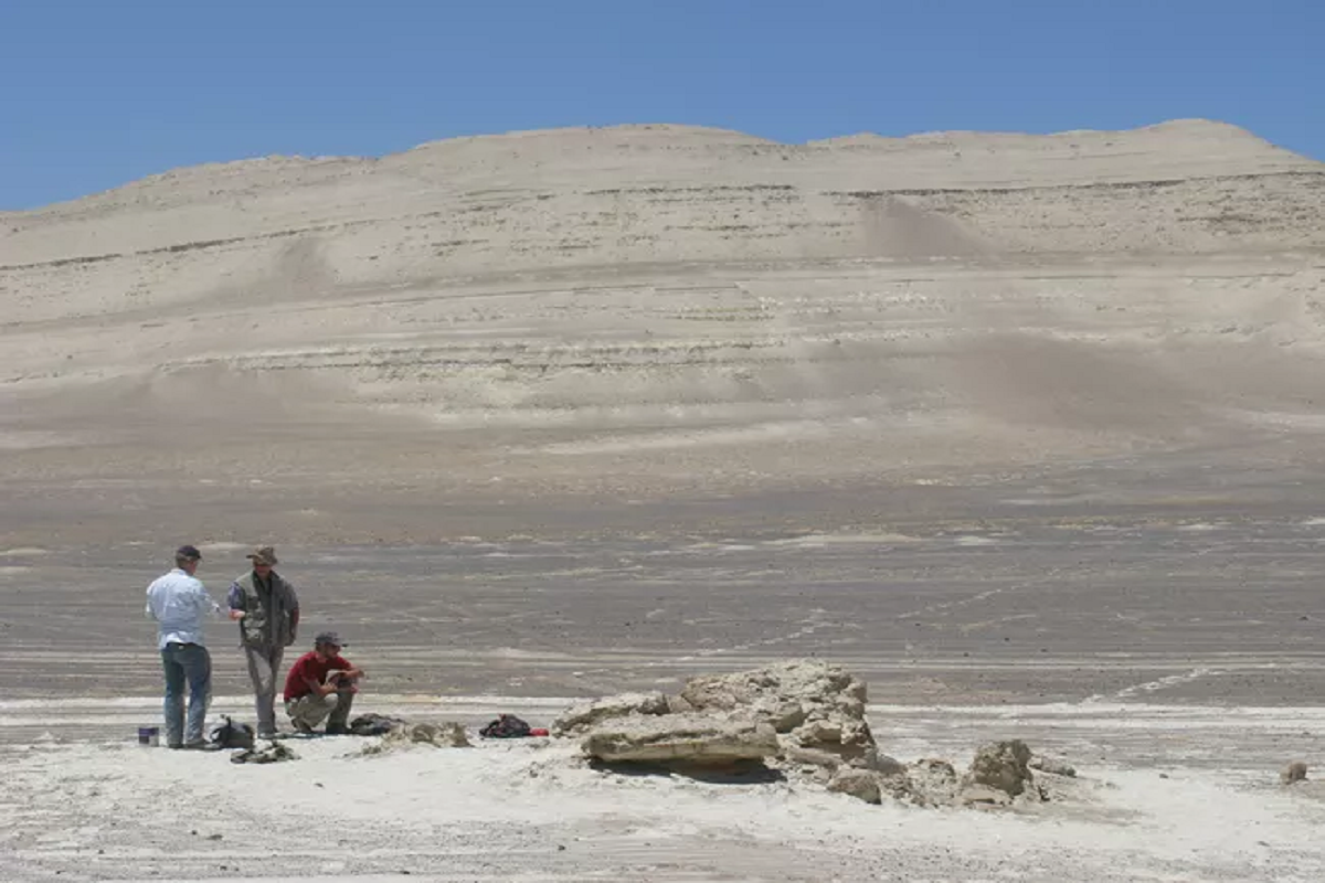 В Перу обнаружили окаменелости кита возрастом 39 млн лет