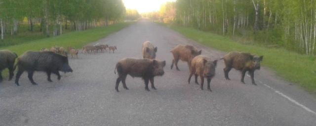 В Омской области стадо кабанов с потомство заблокировали автотрассу