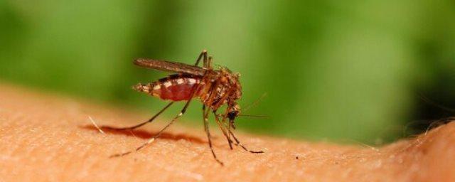 Москвичей предупредили об опасности укусов комаров