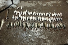 Совет по рыболовству в Ростовской области усилит борьбу с браконьерством