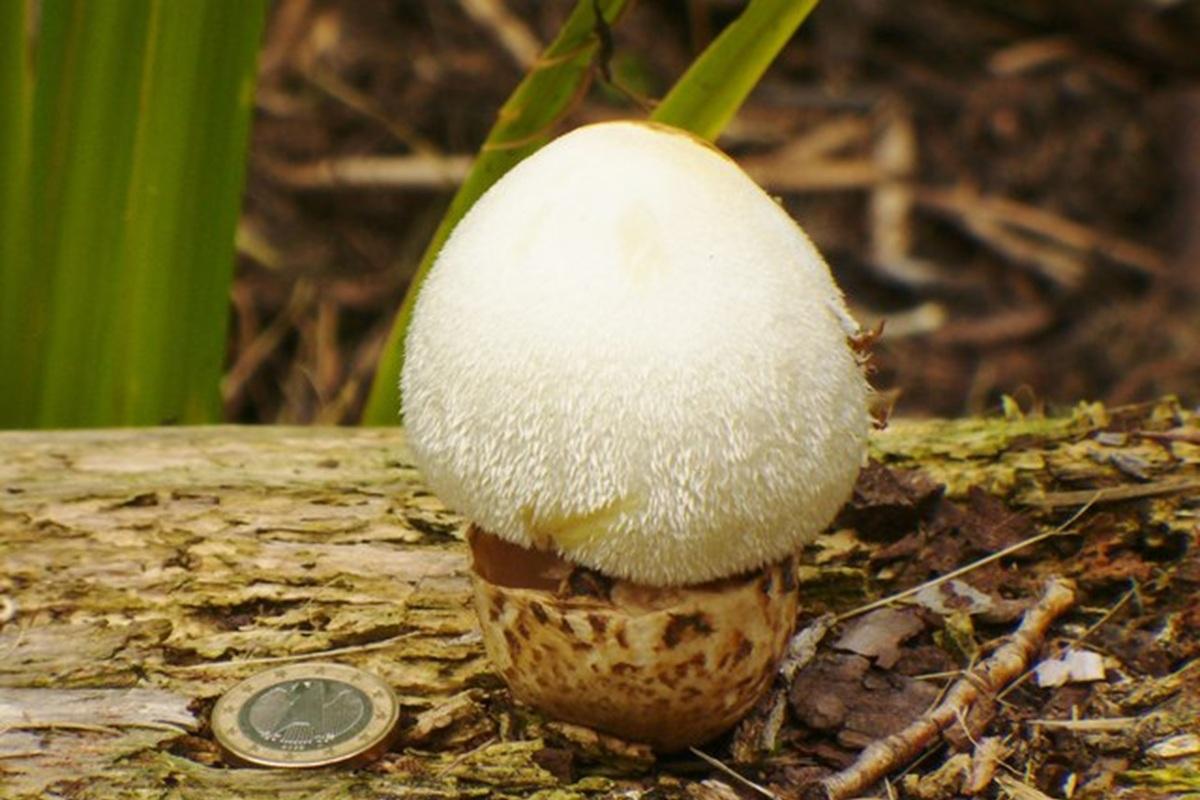Новосибирский грибник нашёл редкие пушистые грибы-яйца