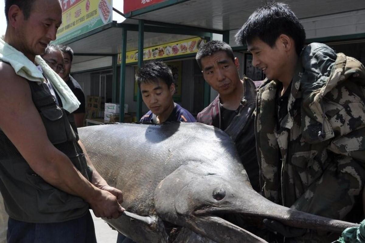 Марлин выдернул из лодки и утащил рыбака в открытое море в Индии