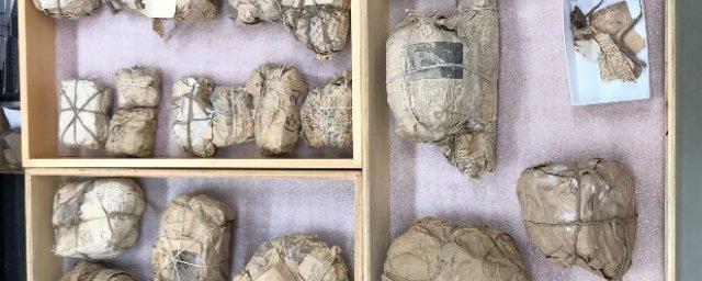 В университете Альберты найдены свертки старых газет с окаменелостями динозавров внутри