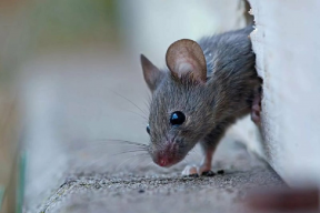 Томскую школу ждет служебная проверка из-за мыши