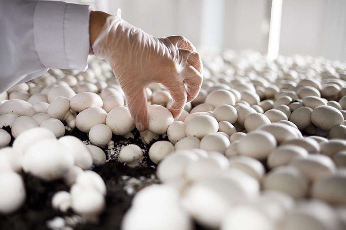 Миколог Дьяков: Большая часть выращиваемых грибов полезны для здоровья