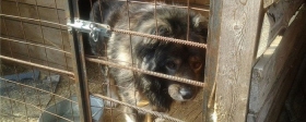 Администрацию Волгограда суд обязал профинансировать содержание в вольерах агрессивных собак