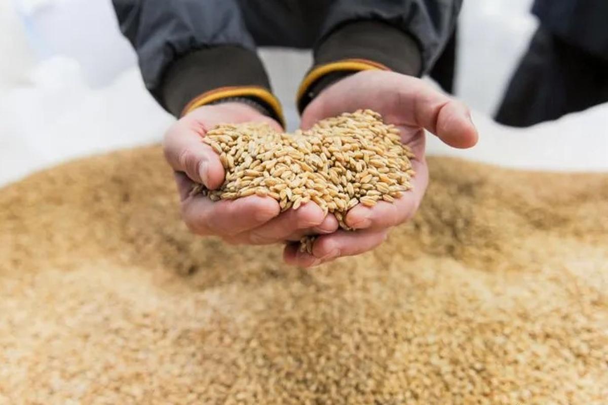 Ростовская область собрала худший урожай зерна за десять лет