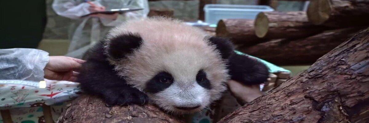 A little panda from the Moscow Zoo has been given a name — Video