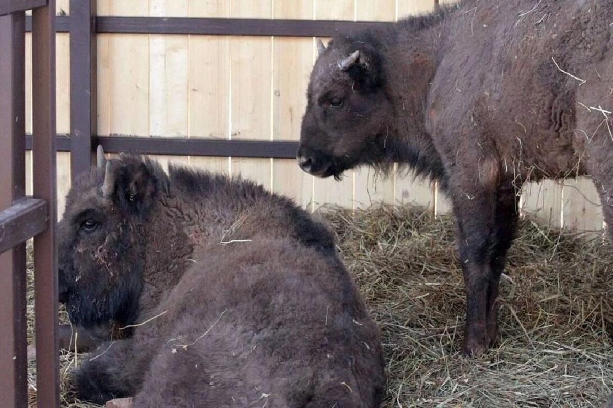 В зоопарке Ижевска появились зубры из Беларуси