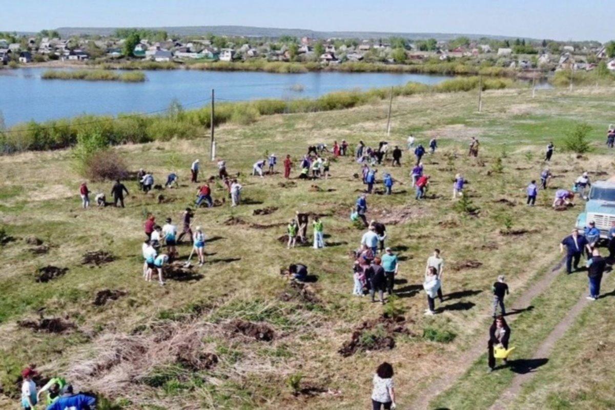 Накануне 9 мая жители челябинского Коркино провели акцию «Лес Победы»